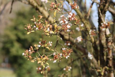 Frühlingserwachen