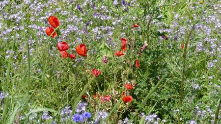 Wildblumen im Wind