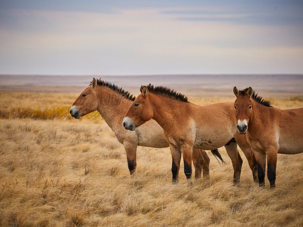 Przewalski s horses de Alexey Kurochkin