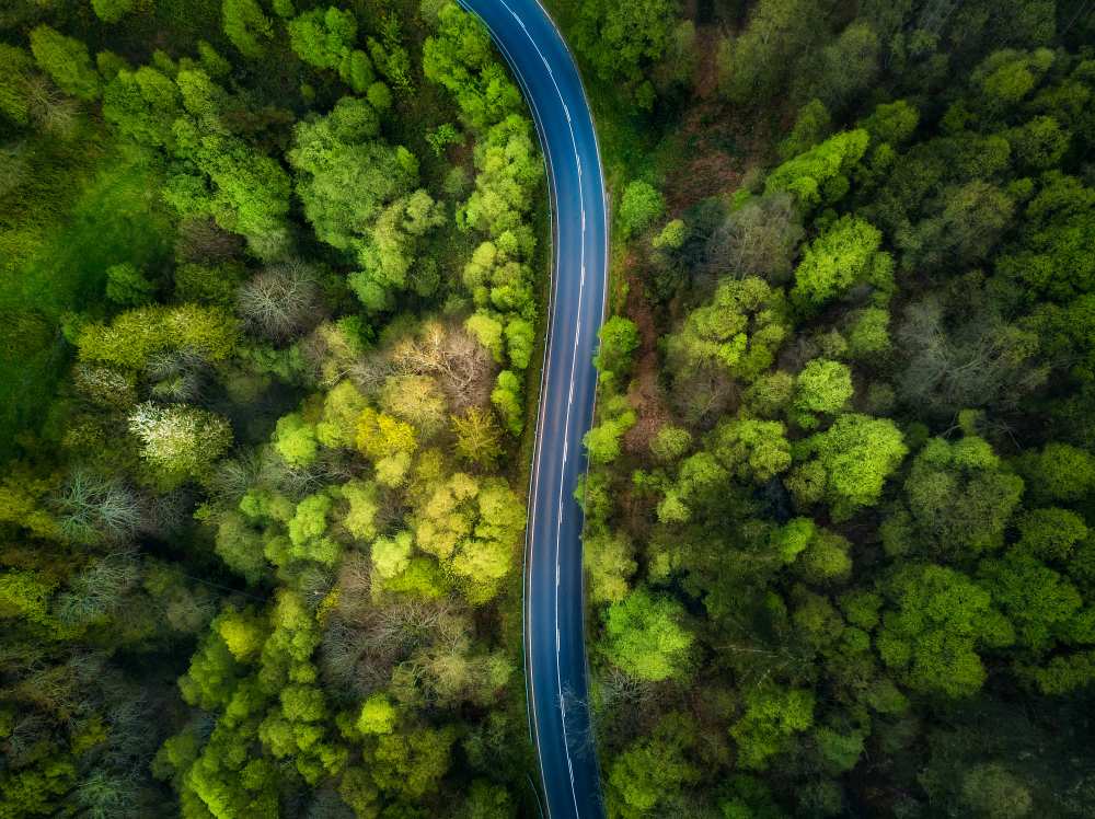 Road in the forest de Alfonso Maseda Varela