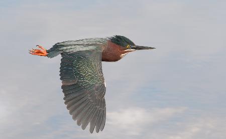 Little Green Heron