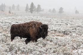 Late Fall Yellowstone