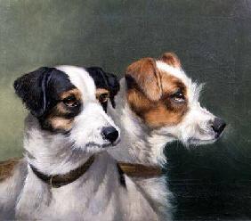 Two Fox Terriers