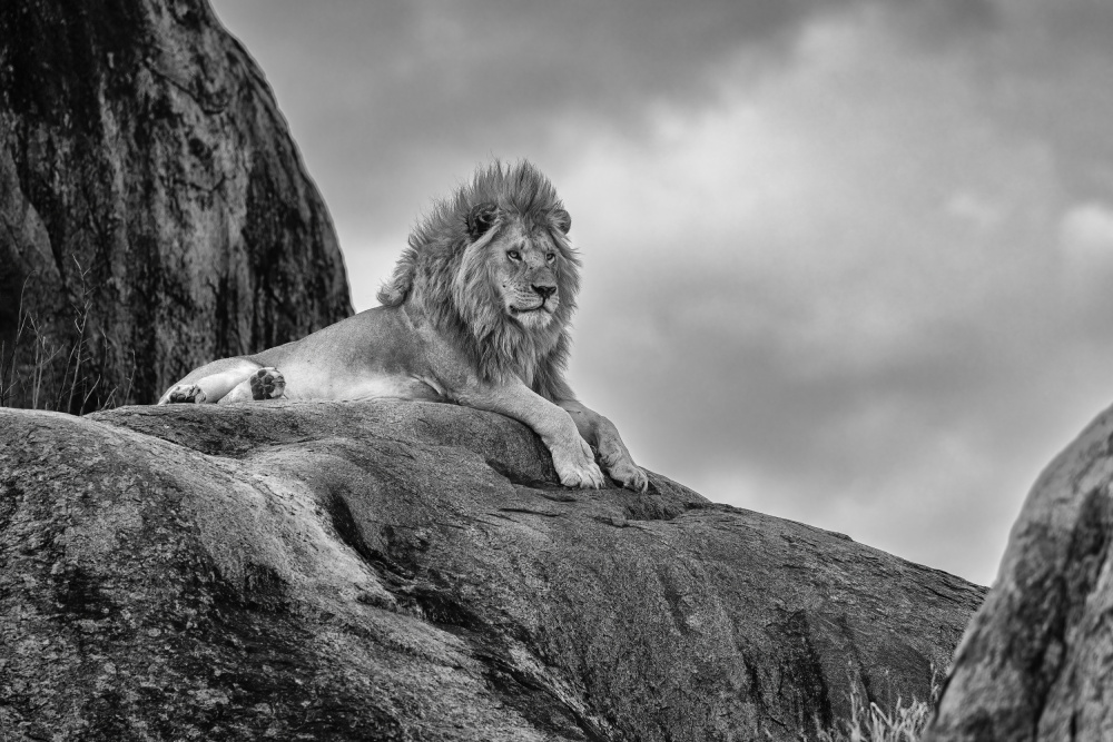 The Lion King de Ali Khataw