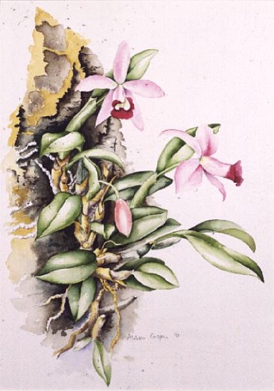 15:Orchid: Laelia pumila, by Alison Cooper (living artist)  de Alison  Cooper