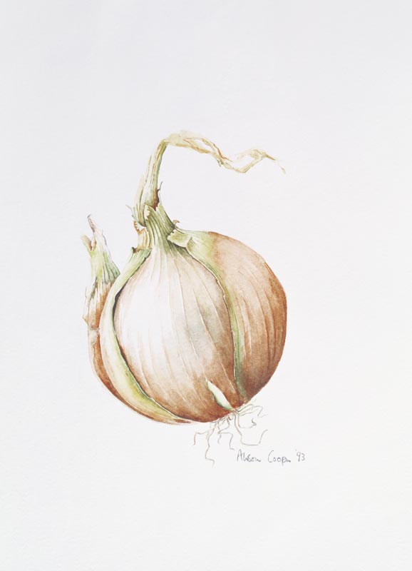 Onion Study, 1993 (w/c)  de Alison  Cooper