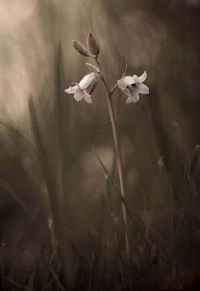 A small flower on the ground