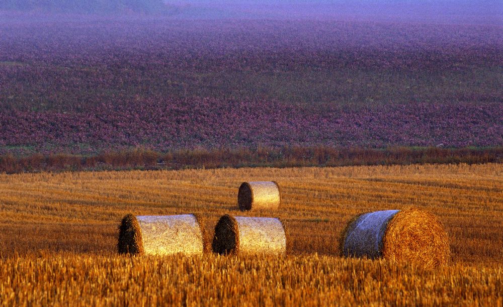 Farmers field de Allan Wallberg