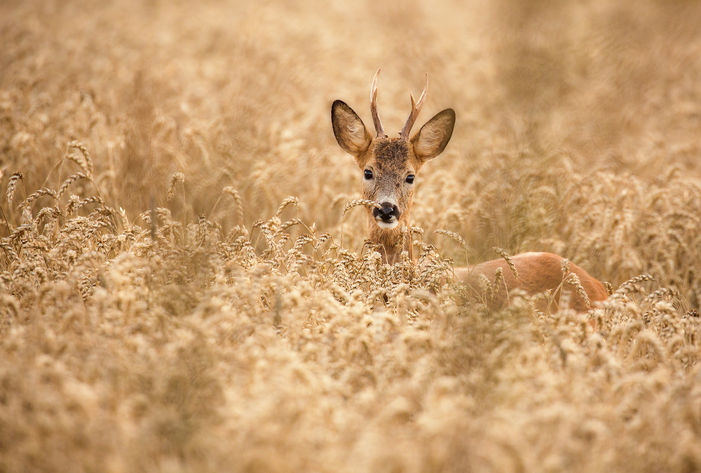 Deer in the field de Allan Wallberg