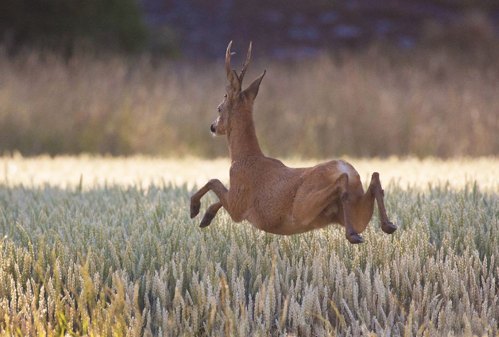 Deers flying over the cornfield de Allan Wallberg