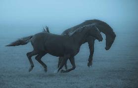 Horses in the fog