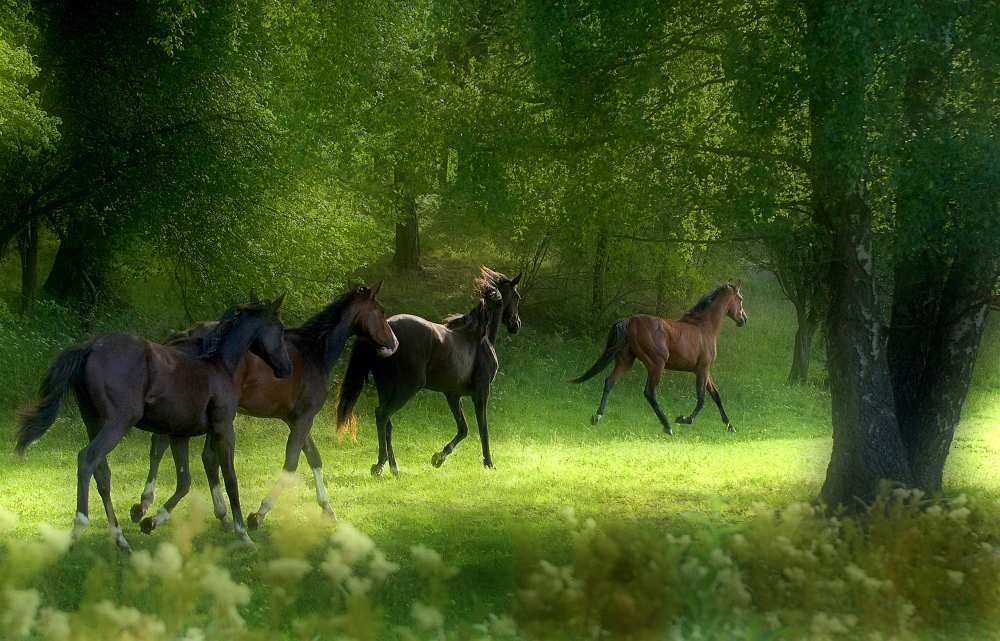 Running Horses de Allan Wallberg