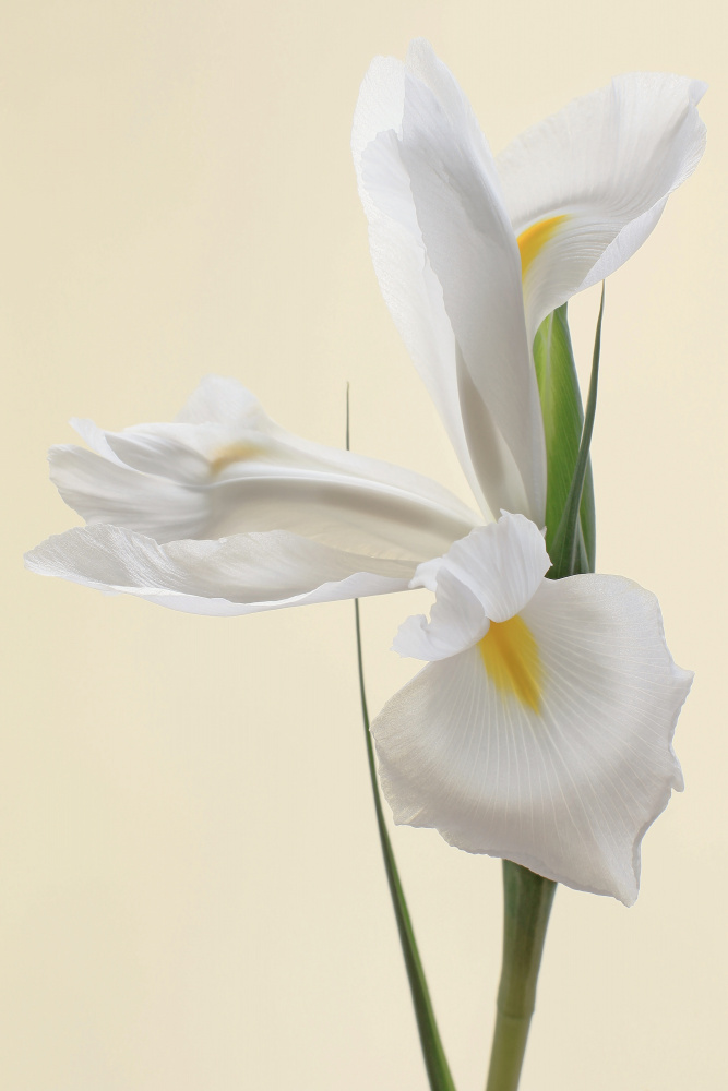 White Iris Flower Portrait de Alyson Fennell