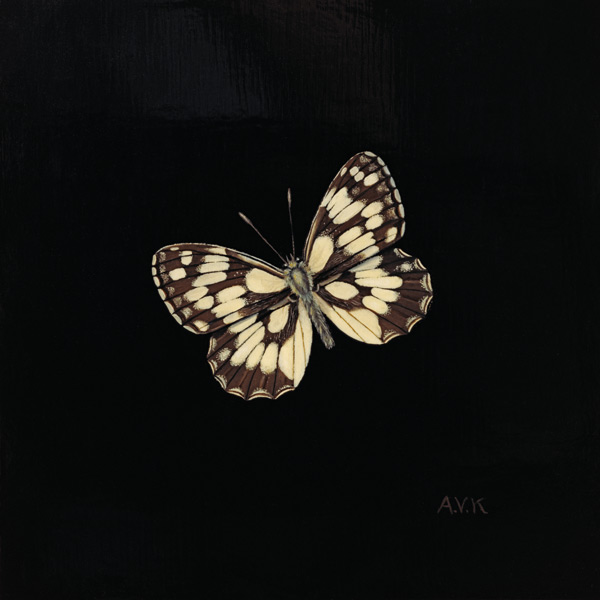 Marbled white butterfly de  Amelia  Kleiser