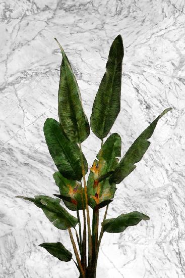 Bird of Paradise Plant on Marble Wall