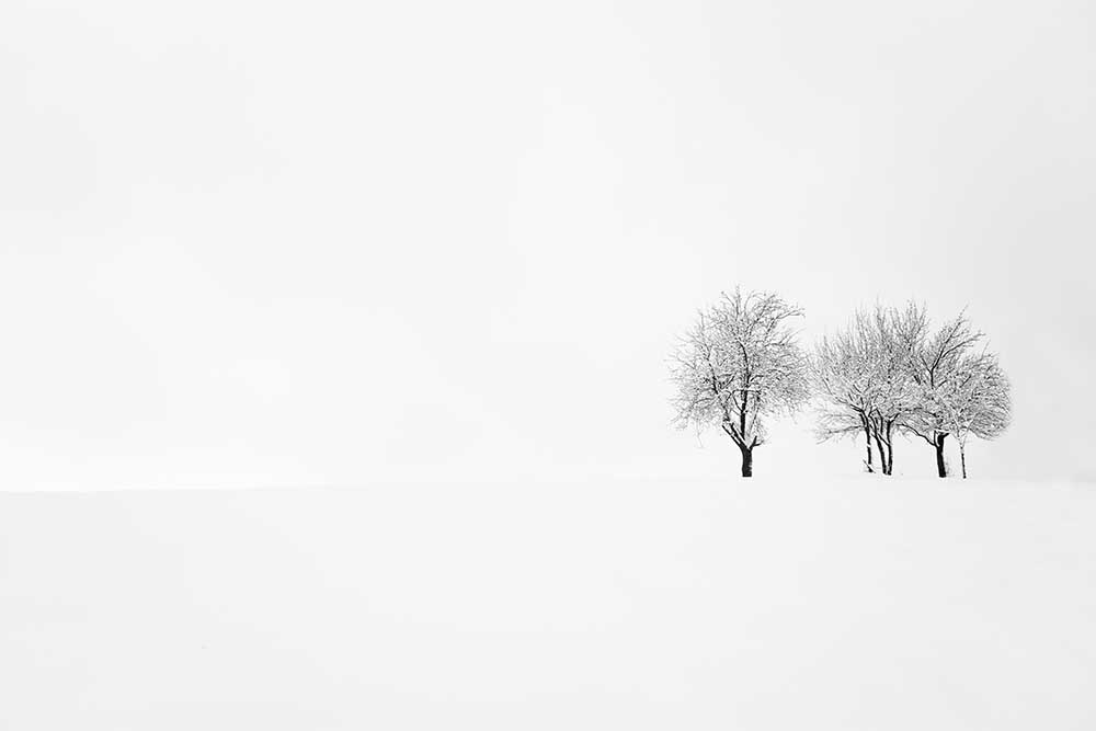 tree and silence de Amir Bajrich