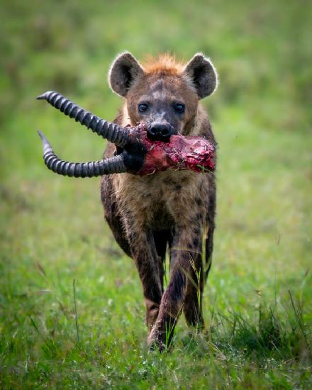 Heinous Hyena