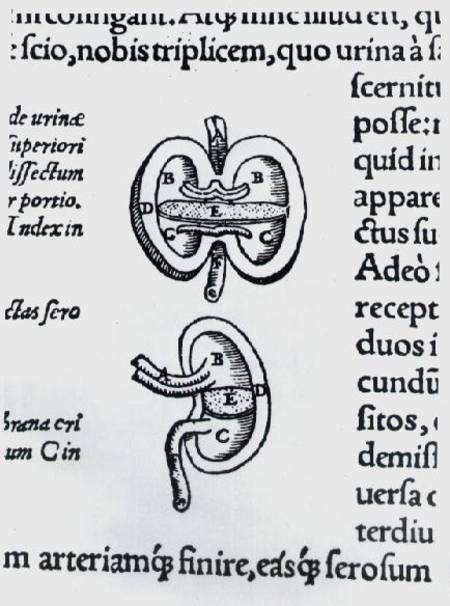 Kidney, two sections de Andreas Vesalius