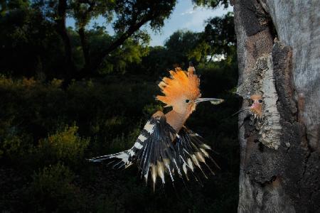 Hoopoe in flight