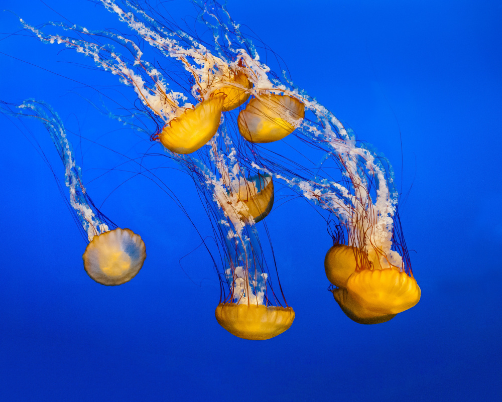 Dancing Jellyfish, #300 de Andrew Beavis
