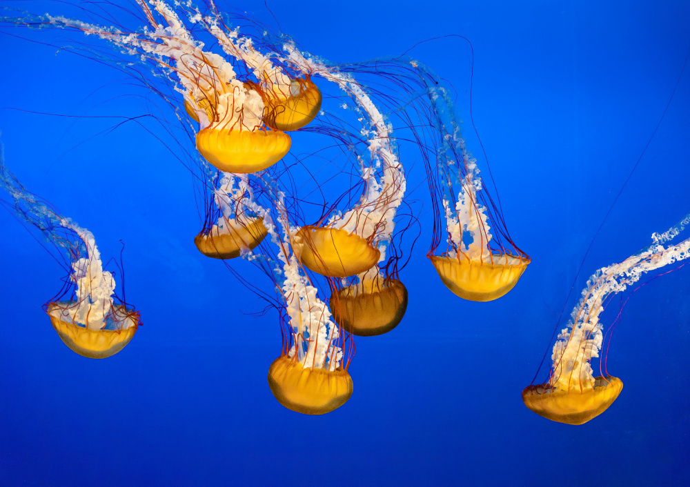 Dancing Jellyfish, #301 de Andrew Beavis