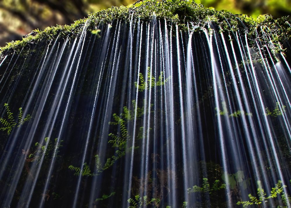 Ferns in Spring de Andrew J. Lee