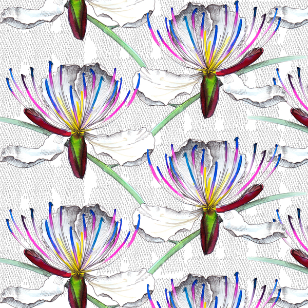 Caper flowers de Andrew Watson