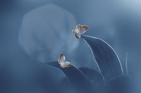 Butterfly with the Moon