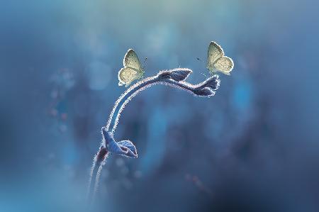 Two Butterflies meet each other