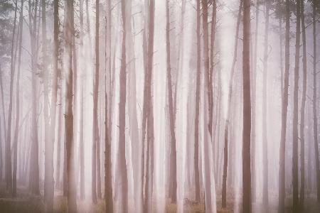 Ghosts In The Fog