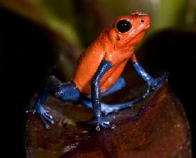 Oophaga pumilio blaubeiner