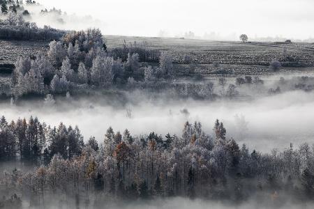 monochromatic morning