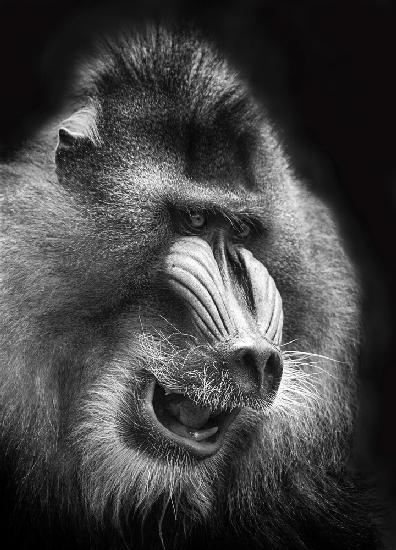 Mandrill