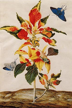 Amaranthus Tricolor de Anna Maria Sibylla Merian