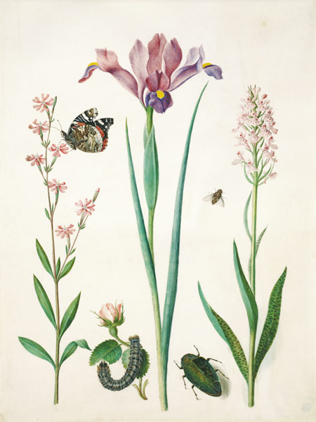 Pechnelke mit Admiral, Rose mit Brombeerspinner, Iris, Schwebfliege, Prachtkäfer und Knabenkraut. de Anna Maria Sibylla Merian