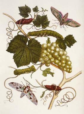 Weinrebe und Nachtfalter / M.S.Merian