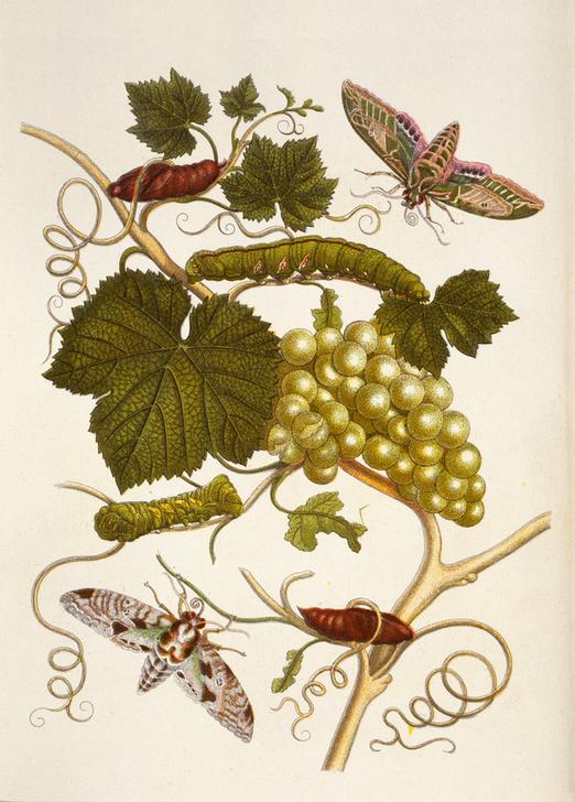 Weinrebe de Anna Maria Sibylla Merian