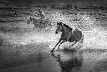 Running horses