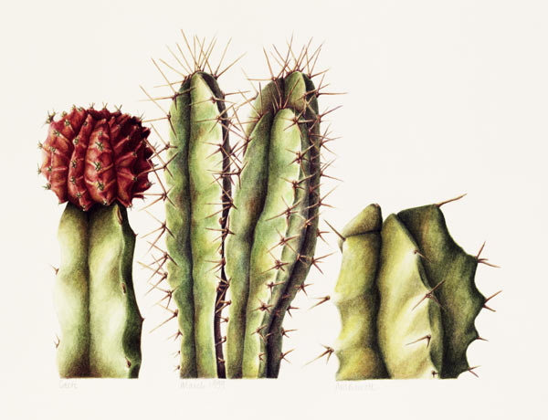 Cacti, 1999 (w/c on paper)  de Annabel  Barrett