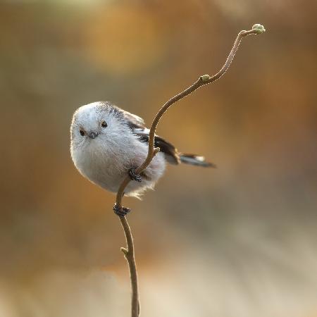 a rare bird in our garden