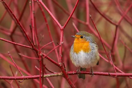 robin in red