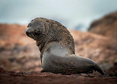 A lonely seal