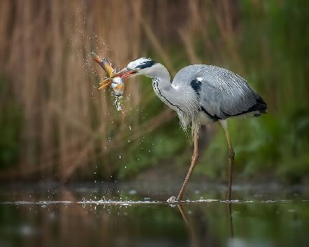 Splashing