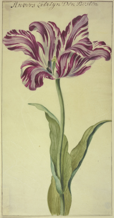 A tulip de Anonym