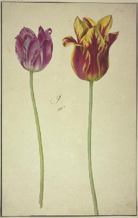 Two tulips