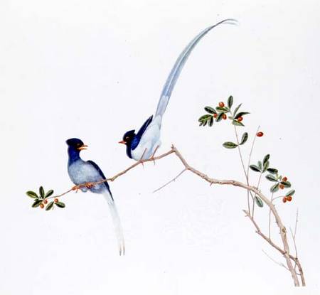 Red-billed blue magpies, on a branch with red berries de Anonymous