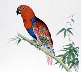 Electus Parrot