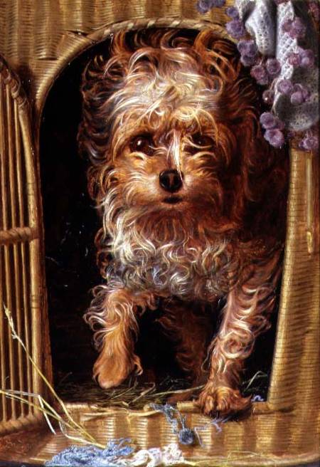 Darby, a Yorkshire Terrier de Anthony Frederick Augustus Sandys