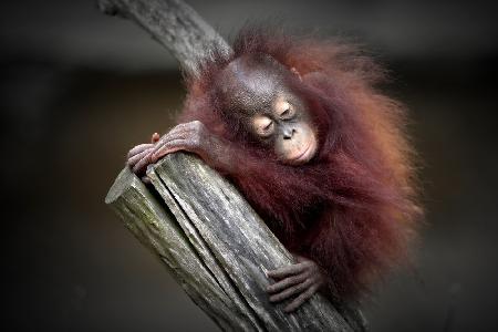 AFTER A PLAYFUL DAY (ORANG-UTAN BABY)