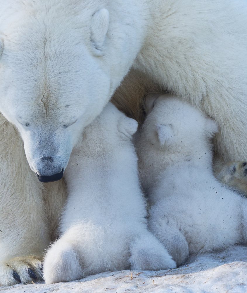 Polar bear mom feeding twins cub de Anton Belovodchenko